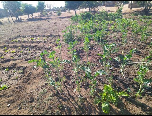 LAND FOR SALE IN MANKWENG